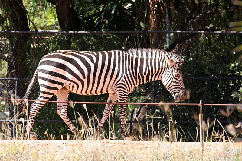 Zebra