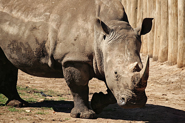 Rhinoceros
