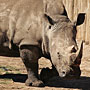 Rhinoceros