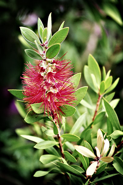 Bottlebrush
