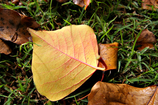 Autumn leaf on grass