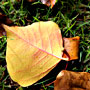 Autumn leaf on grass