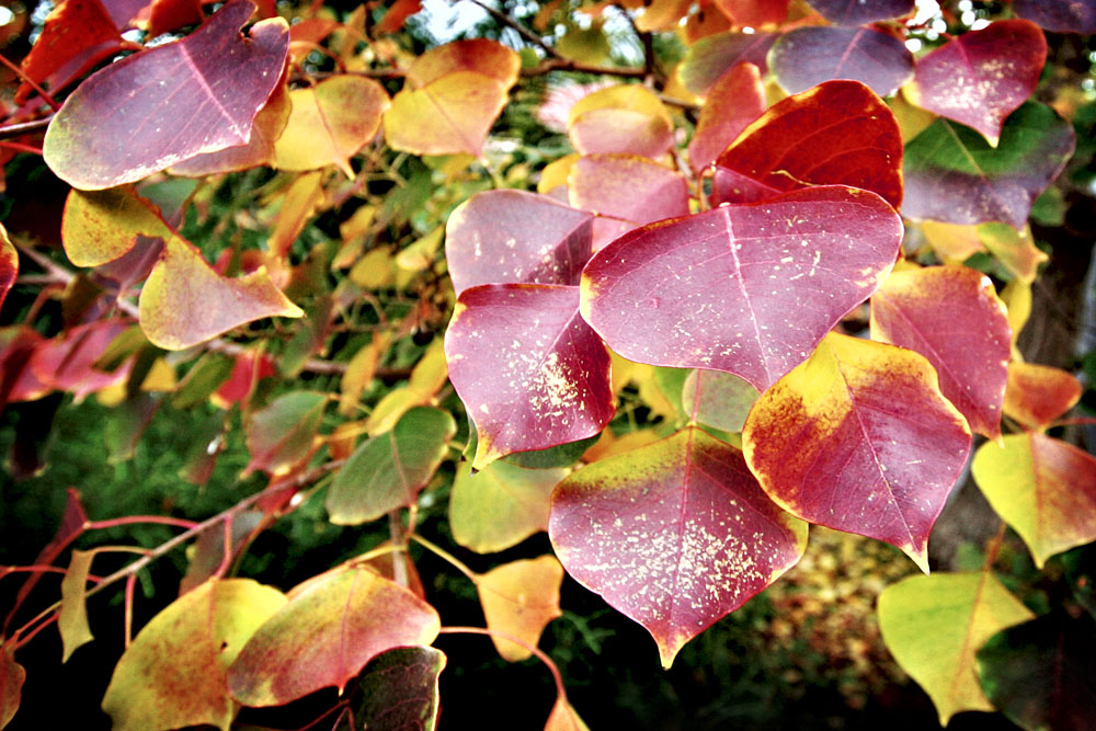 autumn leaves