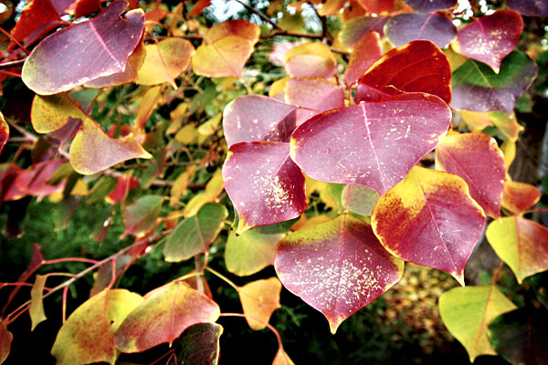 autumn leaves