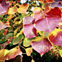 autumn leaves