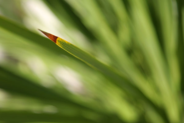 leaf end