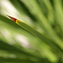 leaf end