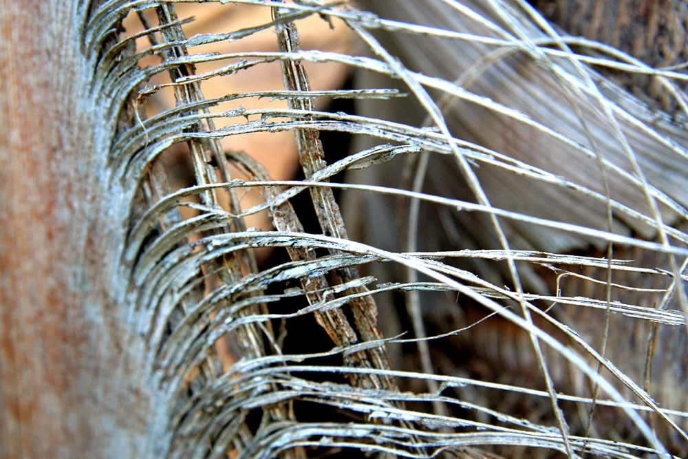palm fibres