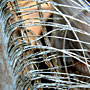 palm fibres
