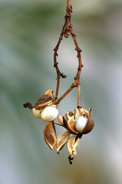 seed pods