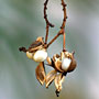 seed pods
