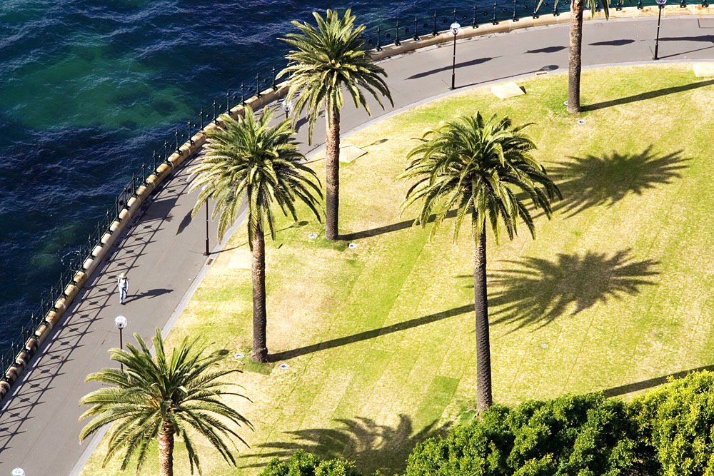 palm trees and shadows