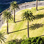 palm trees and shadows
