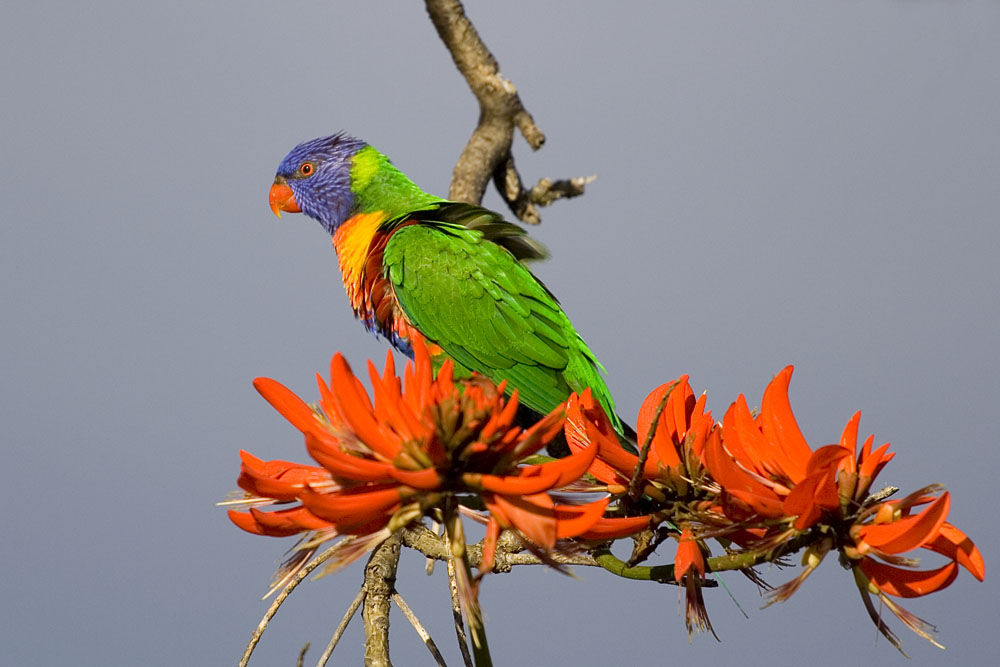 Rainbow Lorikeet in an Erythrina "flame" tree