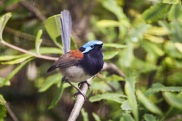 blue-breasted fairy-wren