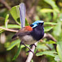 blue-breasted fairy-wren