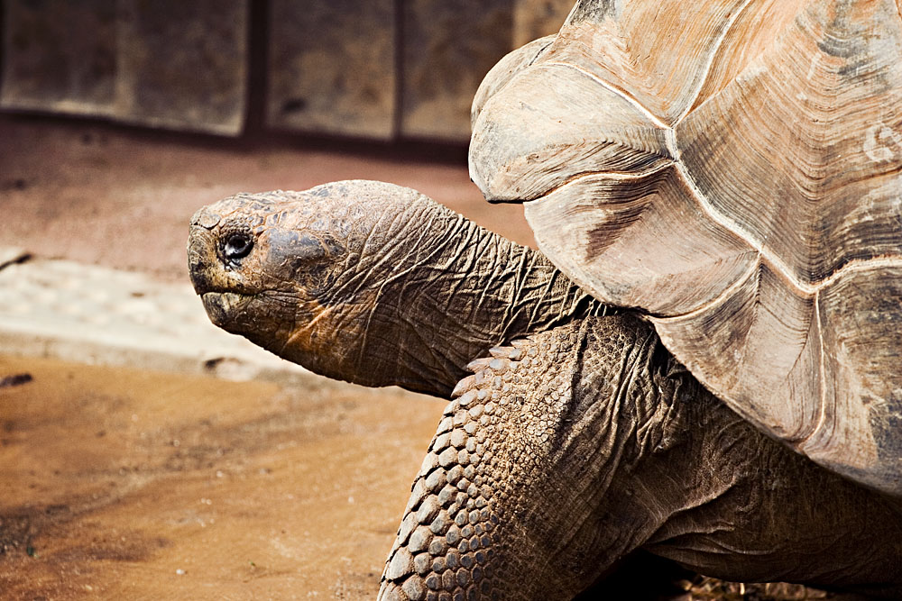Galapagos Tortoise