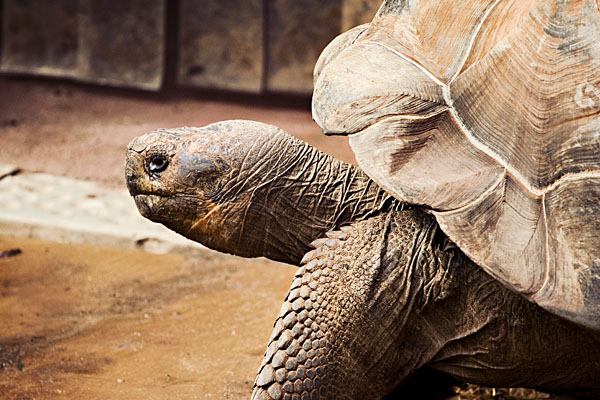 Galapagos Tortoise