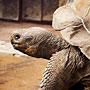 Galapagos Tortoise