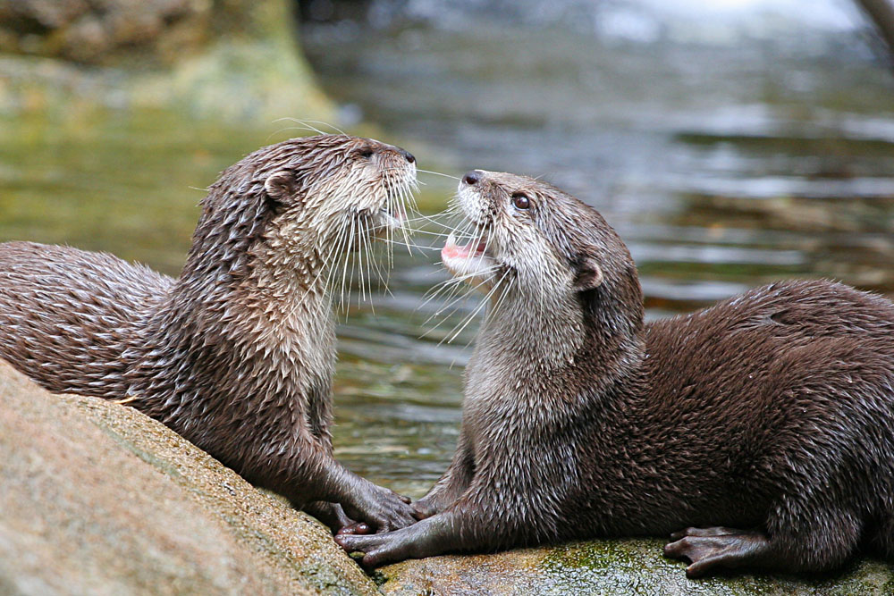 hungry otters