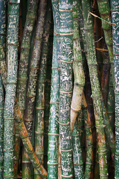 bamboo graffiti