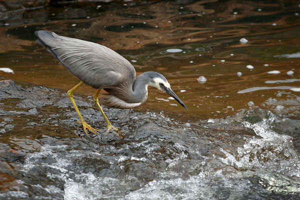 White-faced Heron fishing in the waterfall