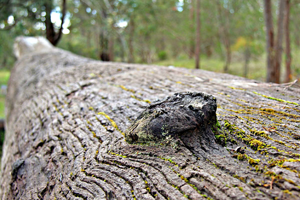 log detail, Jarrahdale Centenary Log