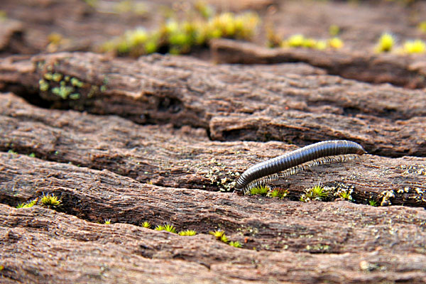 millipede on the Jarrahdale Centenary Log
