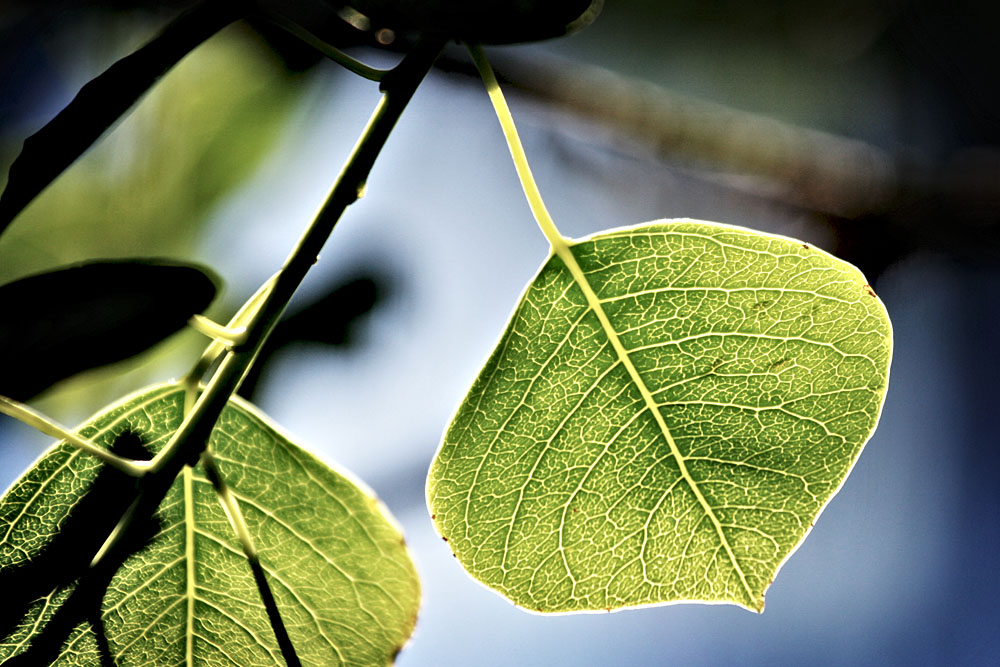 back-lit leaf