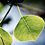 back-lit leaf