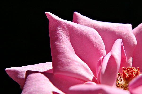 pink rose petals