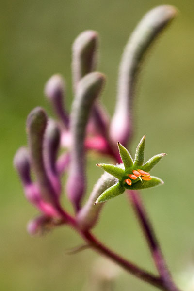 kangaroo paw detail