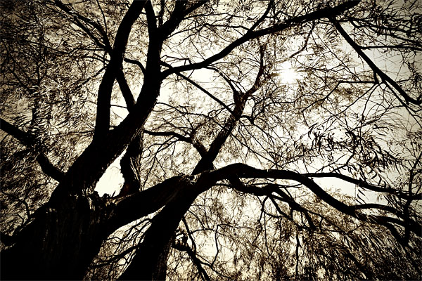looking skyward in sepia