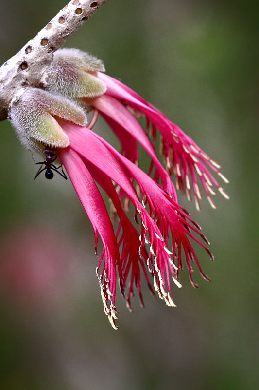 ant exploring flower