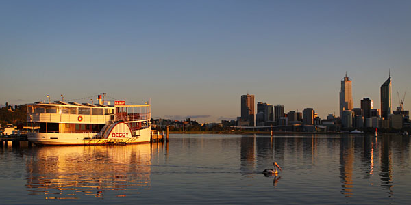 pelican and the Paddle Steamer Decoy