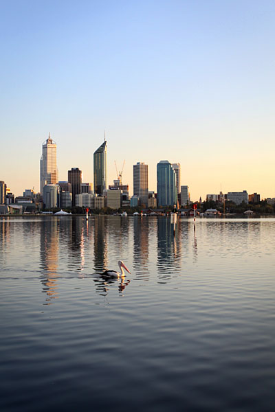 pelican and Perth city skyline