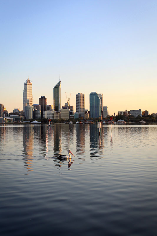 pelican and Perth city skyline