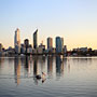 pelican and Perth city skyline