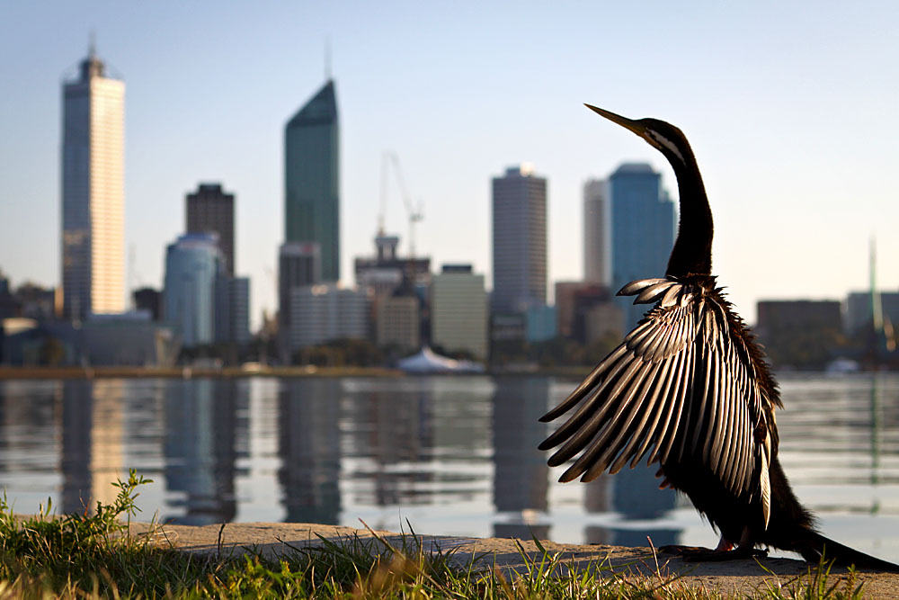 Darter and Perth skyline