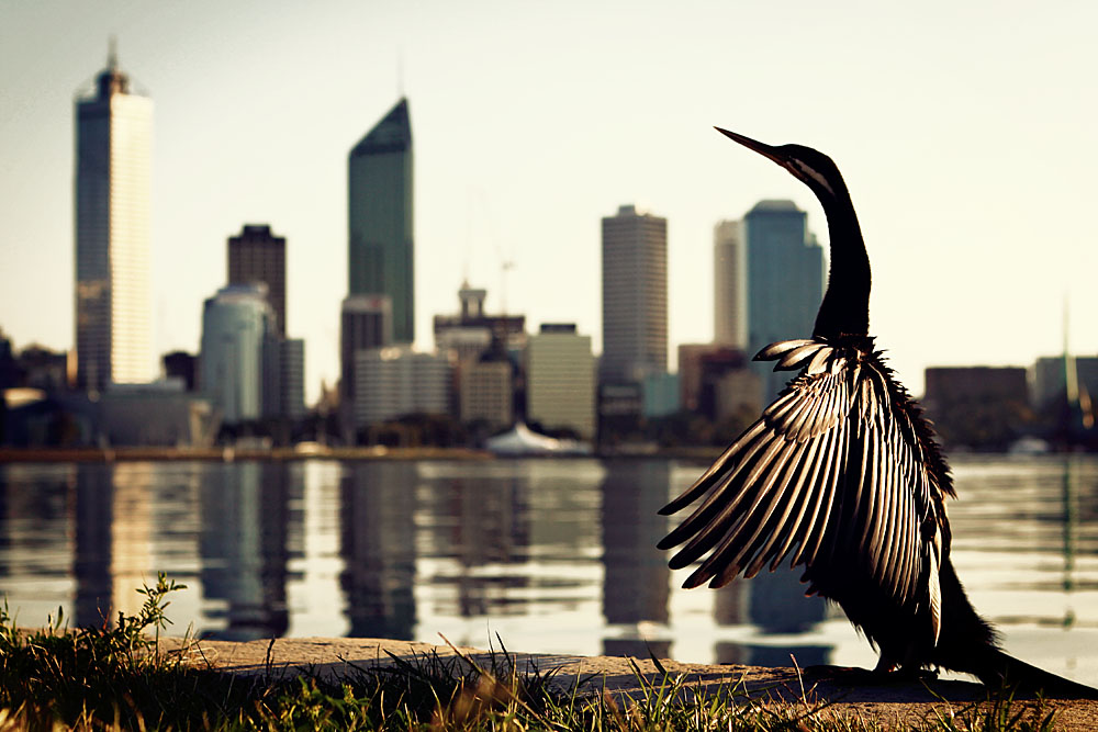 Darter and Perth skyline (vintage gold)