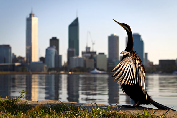 Darter and Perth skyline
