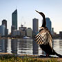 Darter and Perth skyline