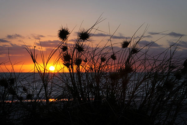 sunset through the dune grass