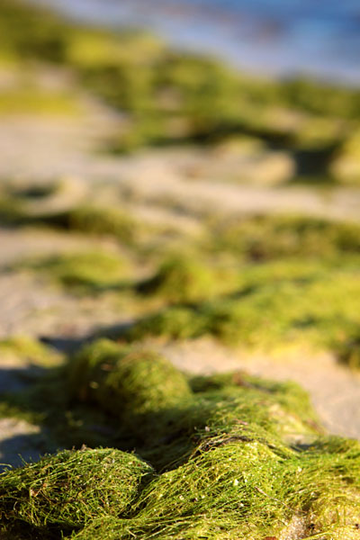 weed washed up on the shore