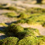 weed washed up on the shore