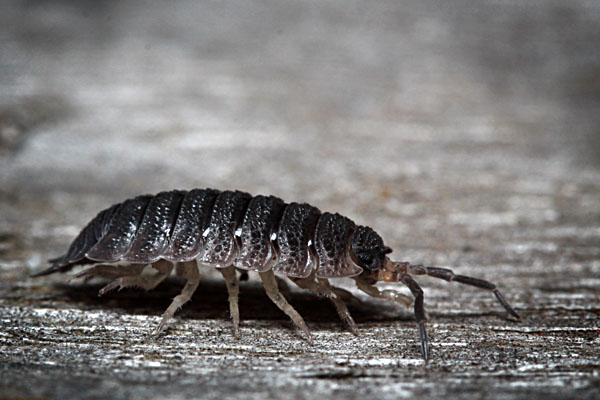 Rough Woodlouse (commonly known as 