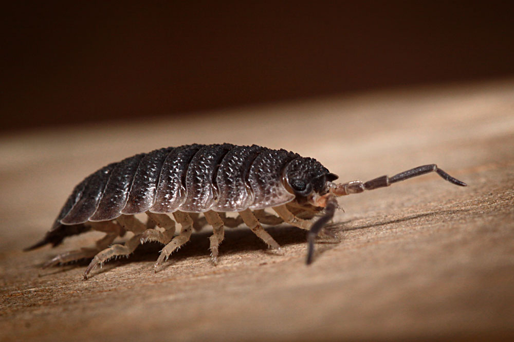 Rough Woodlouse (commonly known as "slater")