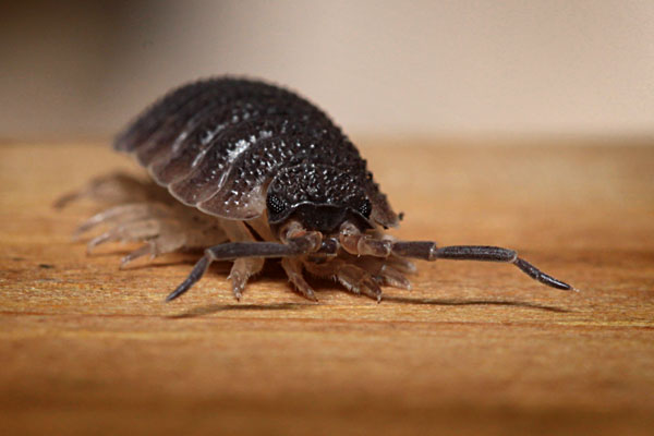 Rough Woodlouse (commonly known as "slater")