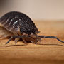 Rough Woodlouse (commonly known as "slater")