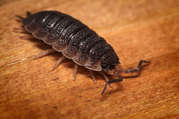 Rough Woodlouse (commonly known as "slater")